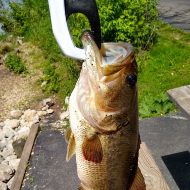 Catch from Bass_Attack_Cojack