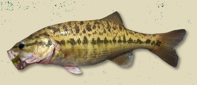 Meanmouth bass