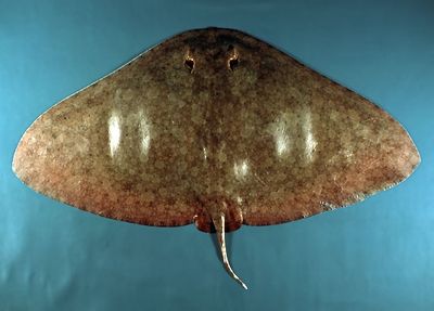 Spiny butterfly ray