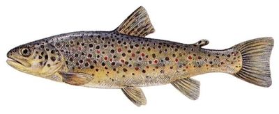 Lacustrine trout