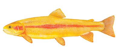 Golden rainbow trout