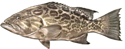 Broomtail grouper