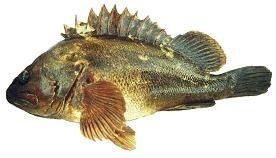 Grass rockfish