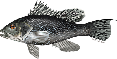 Black sea bass