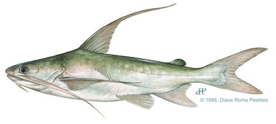 Gafftopsail catfish