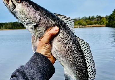 Gray weakfish