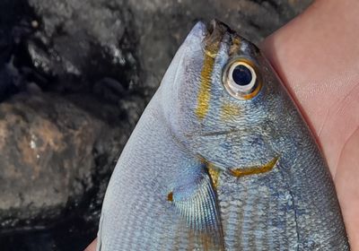 Grey sea chub