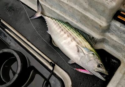 Striped bonito