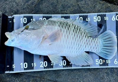 Humphead wrasse