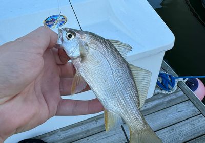 Silver perch