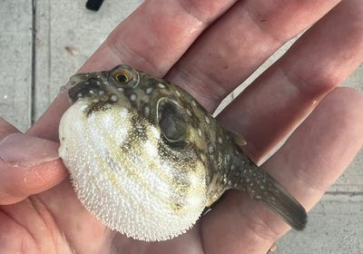 White-spotted puffer