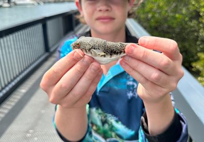 Reticulated pufferfish