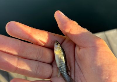 Striped killifish