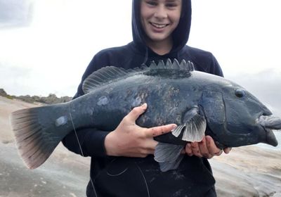 Western blue groper