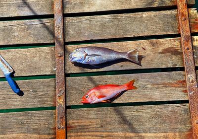 Atlantic goldeye tilefish