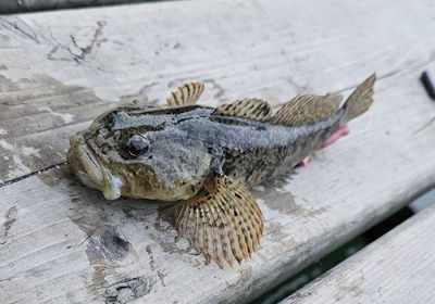 Plain sculpin