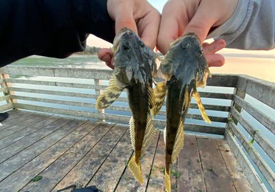 Pacific staghorn sculpin