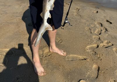 Dusky shark