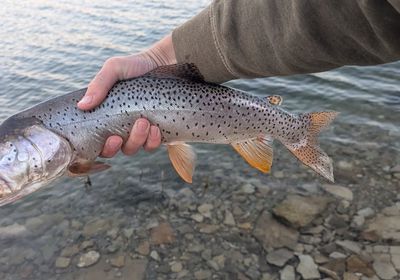 Bear lake cutthroat trout