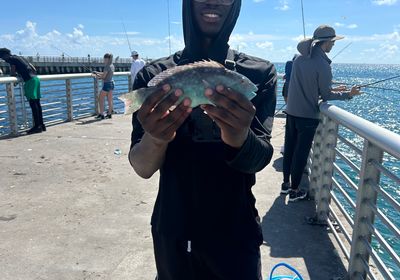 Common parrotfish