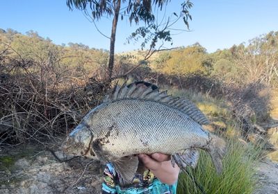 Bidyan perch