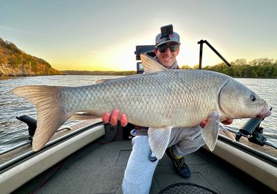 Smallmouth buffalo