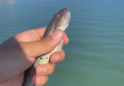 Common goby