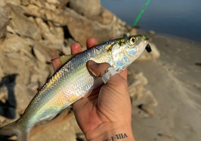 Skipjack shad