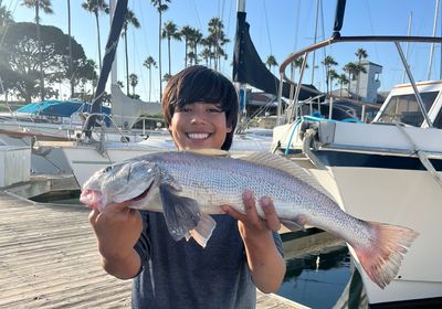 California corbina