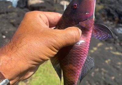 Island goatfish