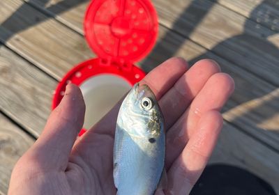 Yellowfin menhaden