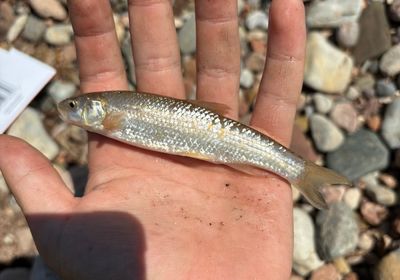 Rio Grande chub