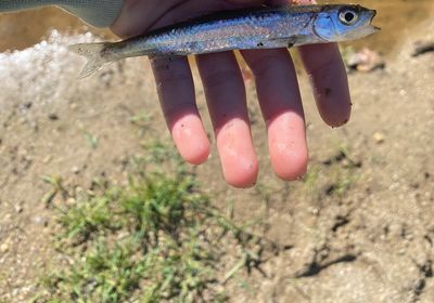 Emerald shiner