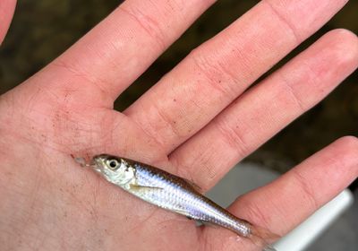 Sand shiner