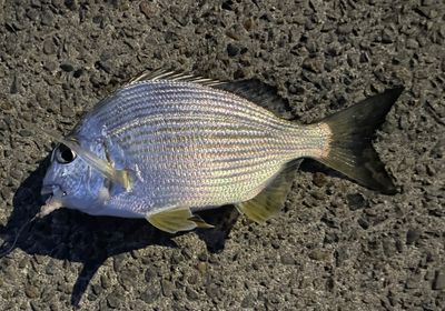 Goldlined seabream