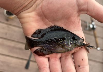 Bluespotted Sunfish