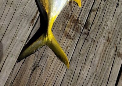 Pacific crevalle jack