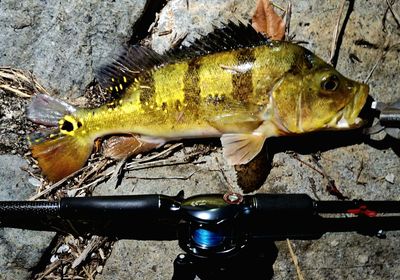 Monoculus peacock bass