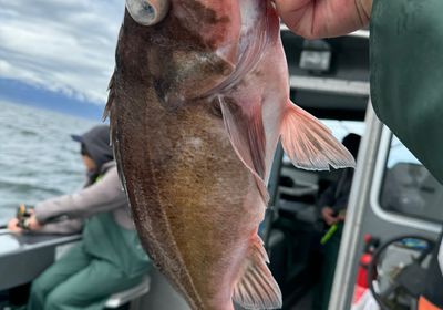 Dusky rockfish