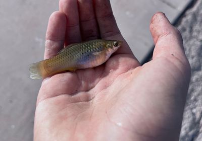 Western mosquitofish