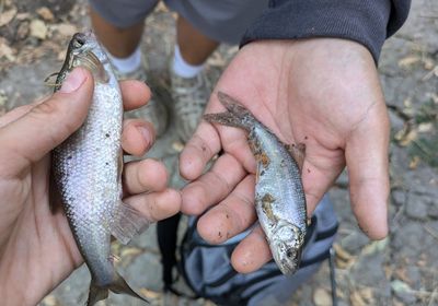 Roundtail chub