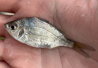 Silver mojarra