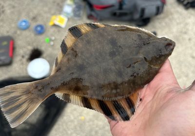 Starry flounder