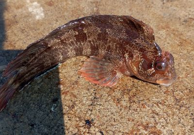 Tompot blenny