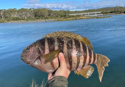 Zebra fish