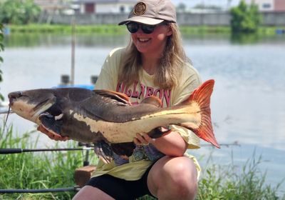 Redtail catfish