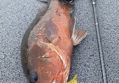 Mangrove red snapper