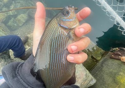 Silver surfperch