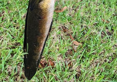 Bullseye snakehead