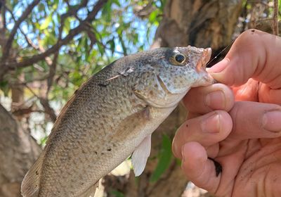 Spangled perch